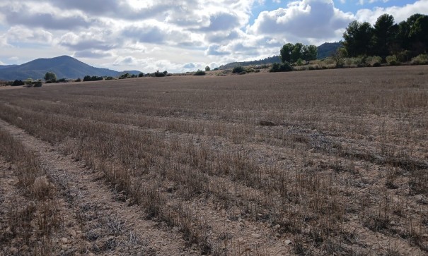 Resale - Grundstück Grundstück -
Yecla