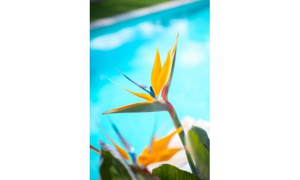 Sprzedaż - Apartament mieszkanie -
Pilar de la Horadada