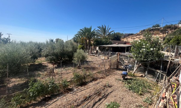 Venta - Finca Propiedad rural -
Crevillente