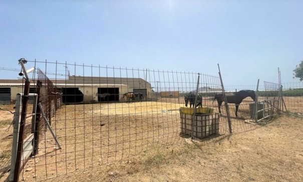 Videresalg - Kommerciel -
Balsicas - Torre Pacheco