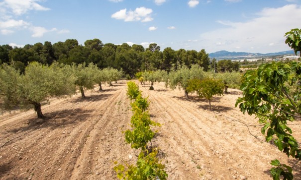 Sprzedaż - Willa wolnostojąca -
Ibi