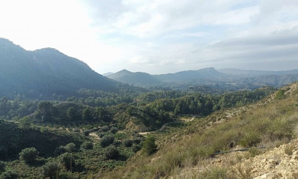 Återförsäljning - Finca lantlig egendom -
Gea y Truyols