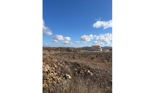 Återförsäljning - Vomt Mark -
Pinoso - el Pinós / Pinoso