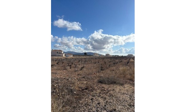 Återförsäljning - Vomt Mark -
Pinoso - el Pinós / Pinoso