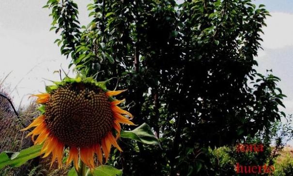 Sale - Detached Villa -
Gea y Truyols