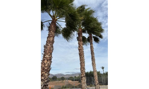 Sprzedaż - Willa wolnostojąca -
Crevillente