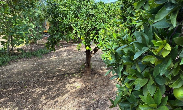 Sprzedaż - Willa wolnostojąca -
Crevillente