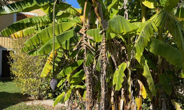 Återförsäljning - Finca lantlig egendom -
Daya Nueva