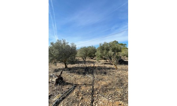 Återförsäljning - Finca lantlig egendom -
&Uacute;beda - &Uacute;beda Alicante