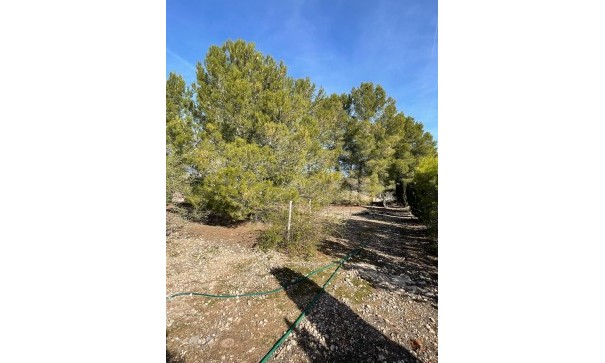 Återförsäljning - Finca lantlig egendom -
&Uacute;beda - &Uacute;beda Alicante