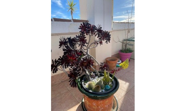 Sprzedaż - Apartament mieszkanie -
Orihuela Costa - Los Altos