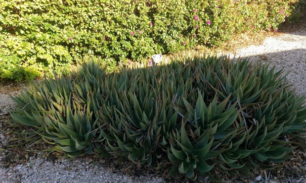 Återförsäljning - Finca lantlig egendom -
Orihuela