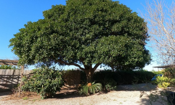 Återförsäljning - Finca lantlig egendom -
Orihuela