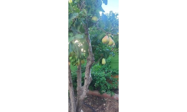 Revente - Villa -
Rojales - Ciudad Quesada