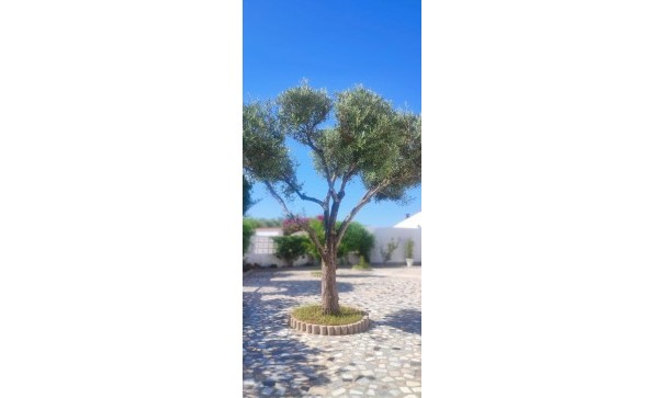 Revente - Villa -
Rojales - Ciudad Quesada