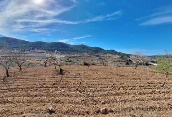 Sale - Grond -
Pinoso