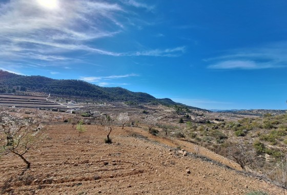 Sale - Grond -
Pinoso