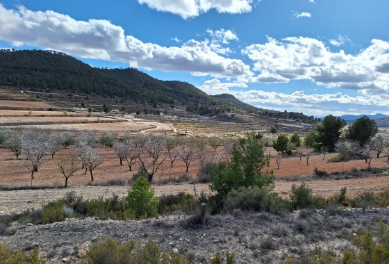 Sale - Grond -
Pinoso