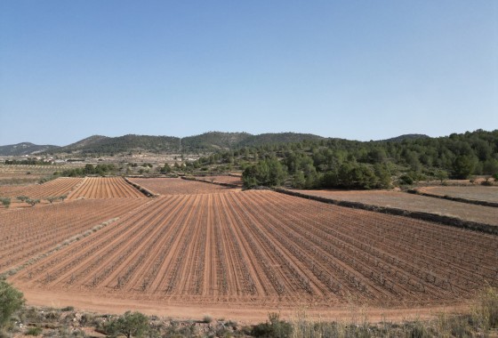 Herverkoop -  -
Pinoso