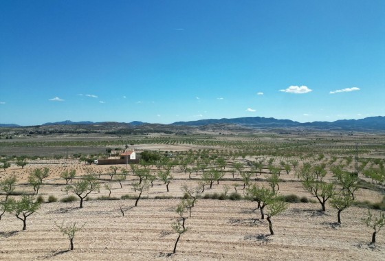 Herverkoop - Grond -
Pinoso