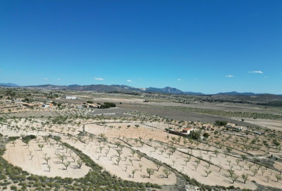 Herverkoop - Grond -
Pinoso