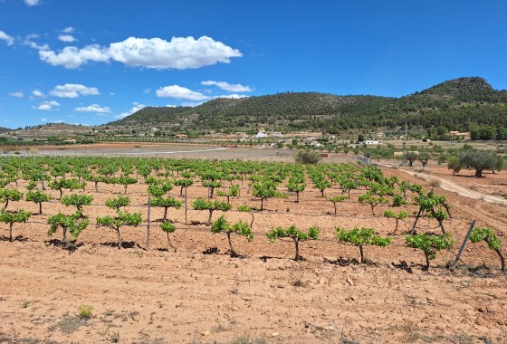 Herverkoop - Grond -
Pinoso