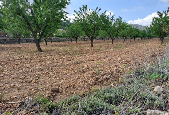 Herverkoop - Grond -
Pinoso