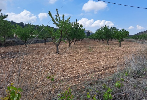 Herverkoop - Grond -
Pinoso