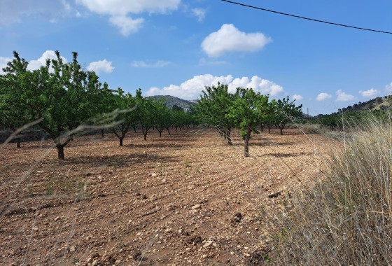Herverkoop - Grond -
Pinoso