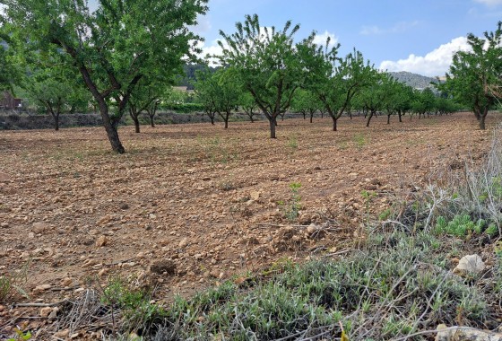 Herverkoop - Grond -
Pinoso
