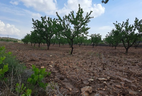 Herverkoop - Grond -
Pinoso