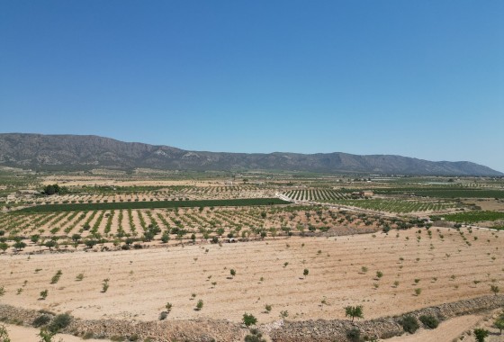 Sale - Grond -
Pinoso