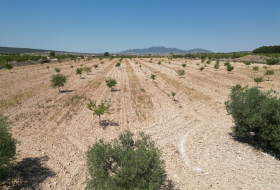Sale - Grond -
Pinoso