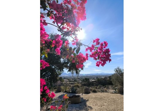 Herverkoop - Finca / Landhuis -
Fortuna