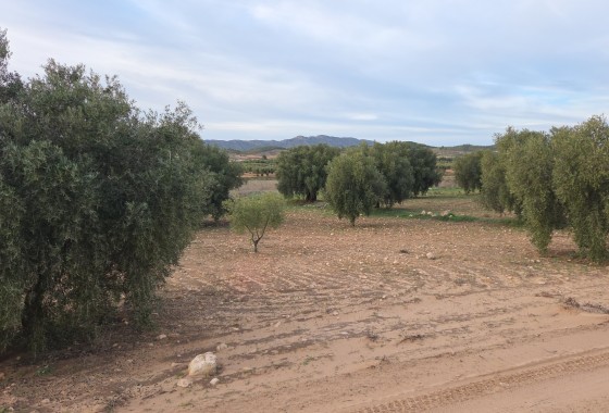 Sale - Plot Land -
Jumilla