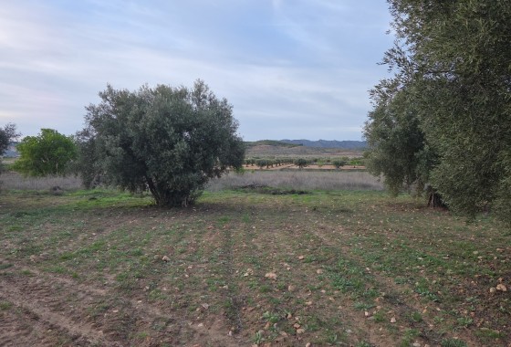 Sale - Plot Land -
Jumilla