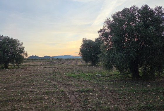Sale - Plot Land -
Jumilla