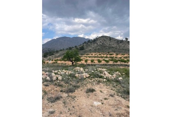 Sale - Finca Country Property -
El Cantón