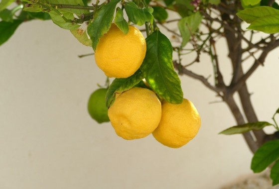 Sale - Detached Villa -
Benijofar