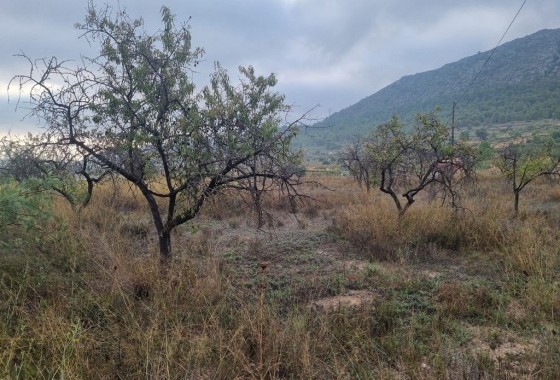 Revente - Finca Propriété rurale -
La Romana