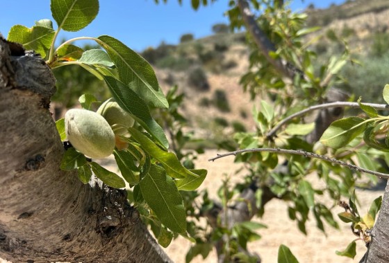 Herverkoop - Finca Landelijk pand -
Abanilla - ABANILLA