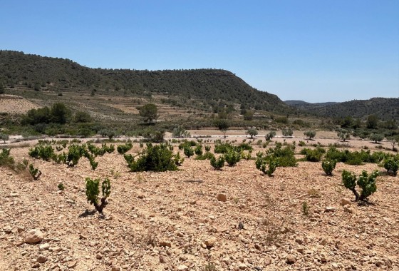 Herverkoop - Finca Landelijk pand -
Abanilla - ABANILLA