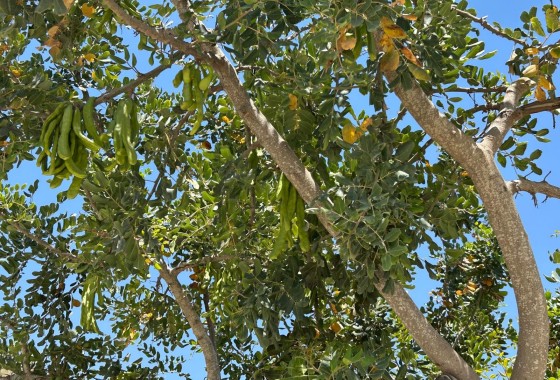 Herverkoop - Finca Landelijk pand -
Abanilla - ABANILLA