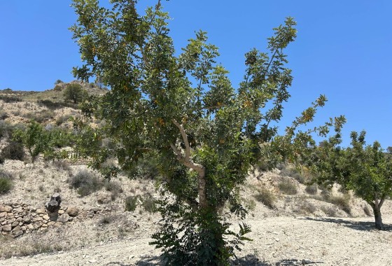 Herverkoop - Finca Landelijk pand -
Abanilla - ABANILLA