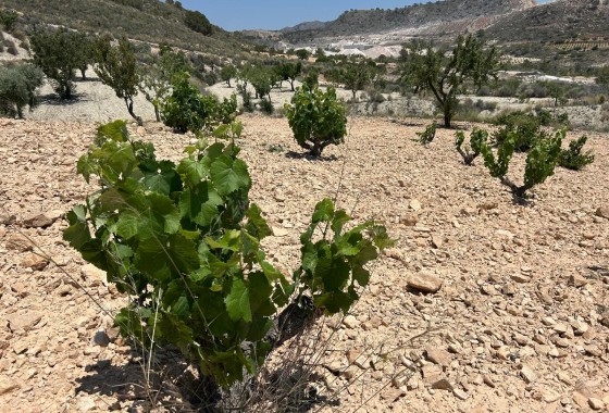 Herverkoop - Finca Landelijk pand -
Abanilla - ABANILLA