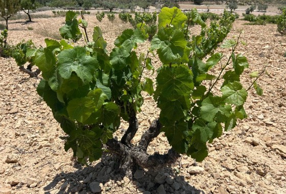 Herverkoop - Finca Landelijk pand -
Abanilla - ABANILLA