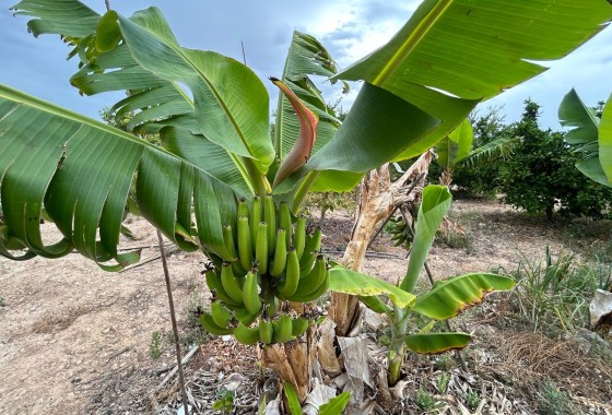 Herverkoop - Finca Landelijk pand -
Albatera