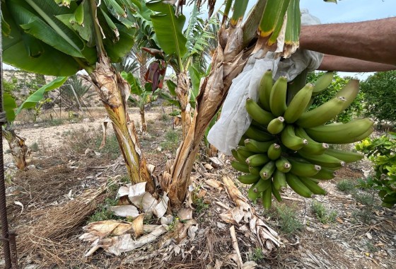 Herverkoop - Finca Landelijk pand -
Albatera