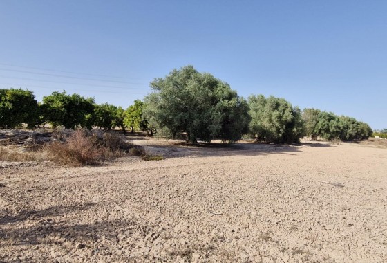 Herverkoop - Finca Landelijk pand -
Elche