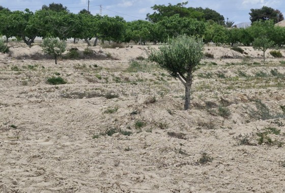 Herverkoop - Finca Landelijk pand -
Elche